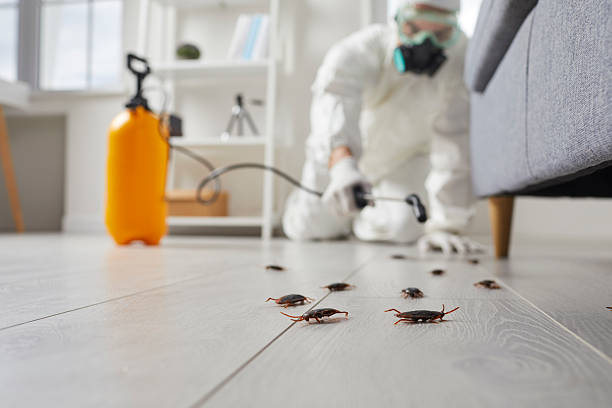 Commercial Kitchen Cockroach Control in Newport Beach